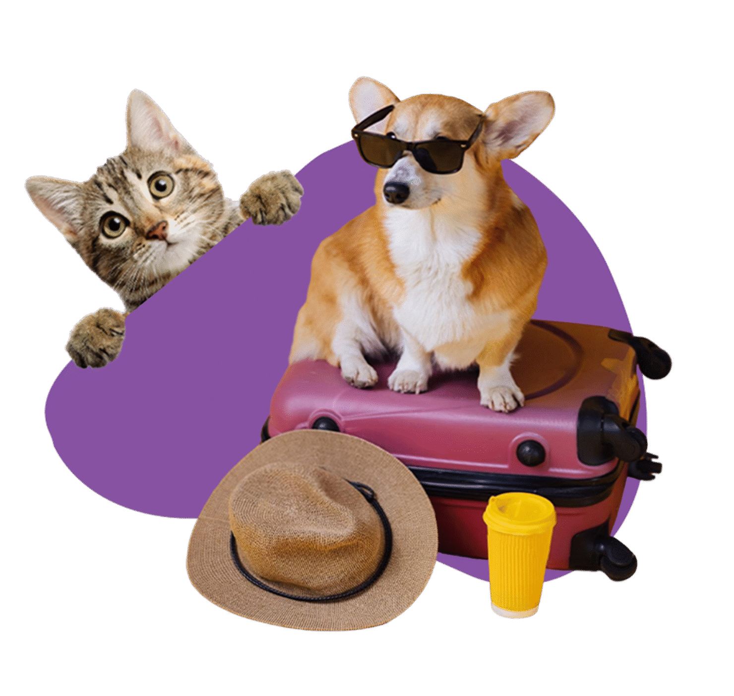 dog-and-cat-boarding-Dubai-Pawstreet