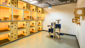 Cat Room - Paw Street