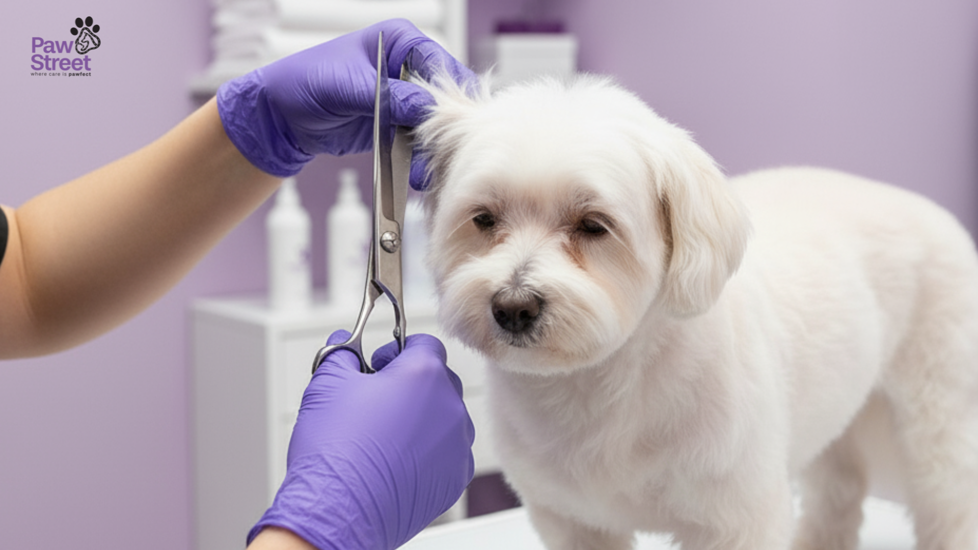 Signs Your Pet Needs Grooming